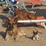 i cani si possono rilassare in spiaggia nei lettini