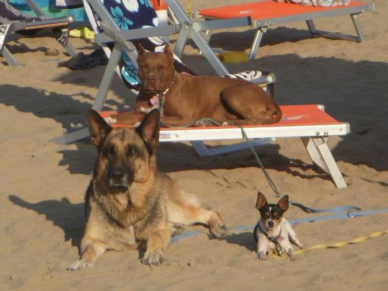 i cani si possono rilassare in spiaggia nei lettini