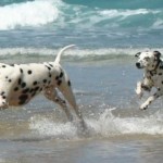 cani che giocano in spiaggiaa
