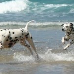 cani-in-spiaggia