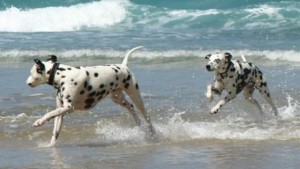 cani che giocano in spiaggiaa