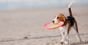 vista cane in spiaggia