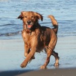 spiaggia-cane