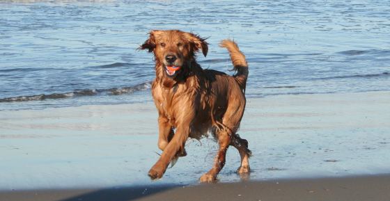 corsa del cane sulla riva della spiaggia