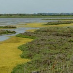 bibione_natura