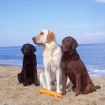 cane-spiaggia