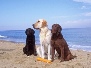 Cani in spiaggia a Genova